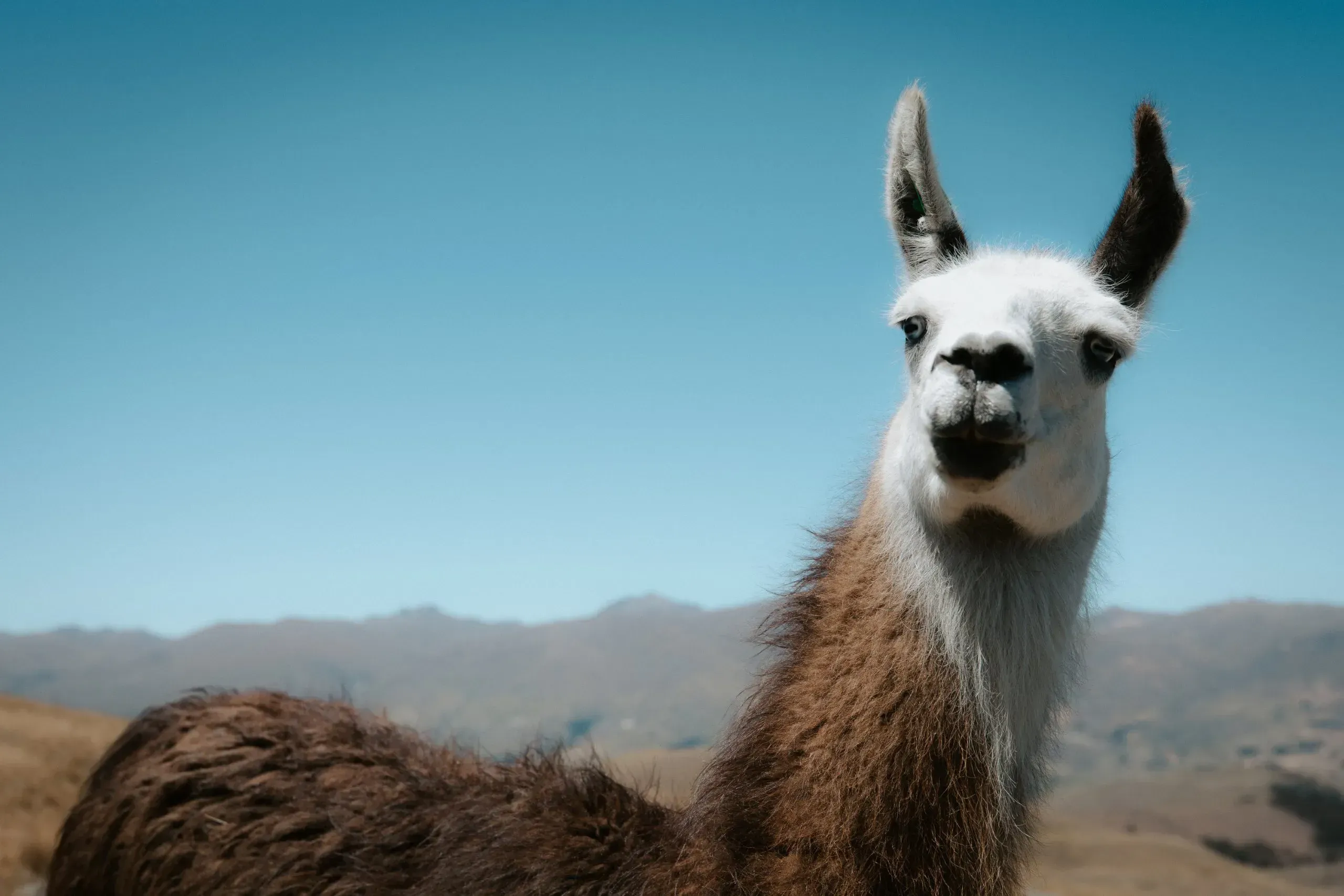 Llama